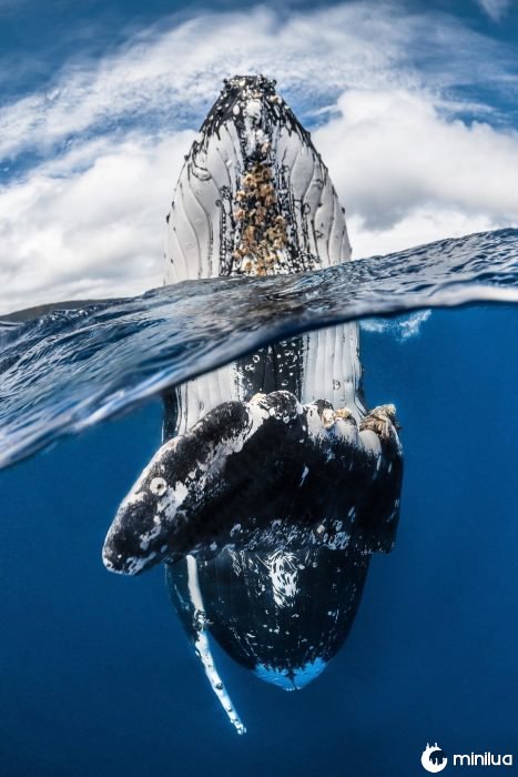 baleia sob o mar