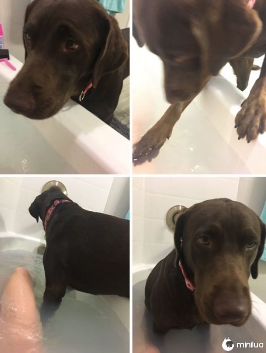 cão de banheira