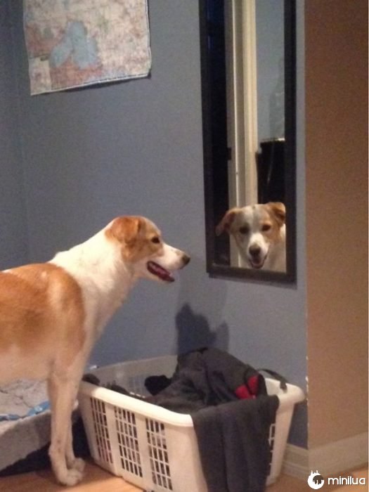 cão espelho