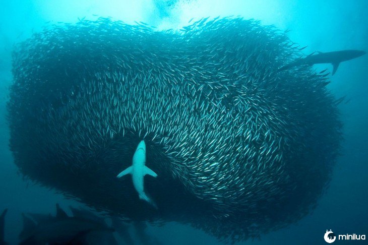 sardinha e tubarão