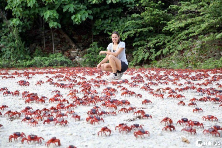 caranguejos vermelhos