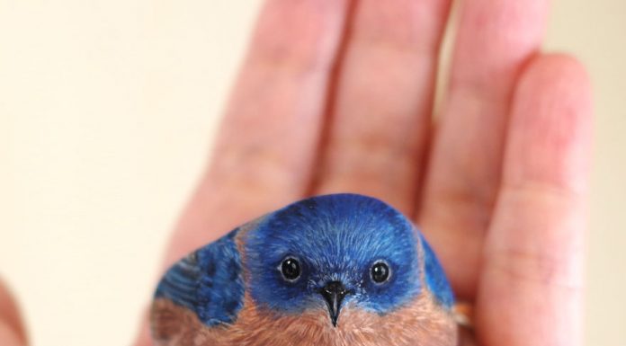 Essa artista da vida a essas pedras pintando animais realistamente incriveis