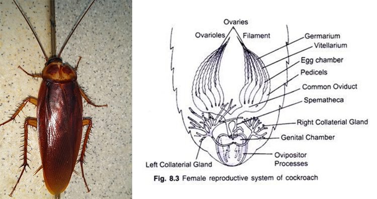 Barata, sistema reprodutivo da barata fêmea