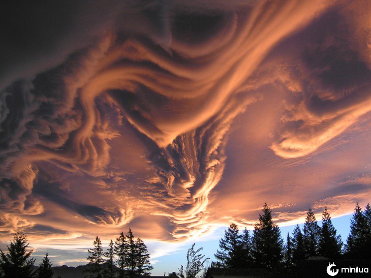 Mistura de nuvens no céu e a ponta de alguns pinheiros 