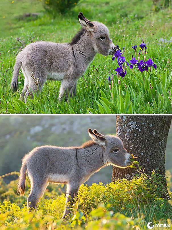 Bebê burro cheirando flores