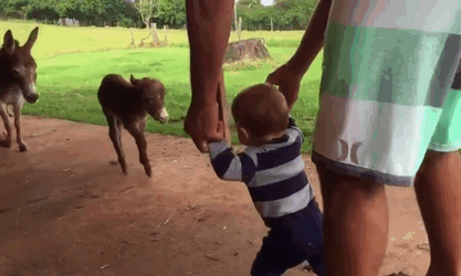 Pequeno burro encontra pequena pessoa