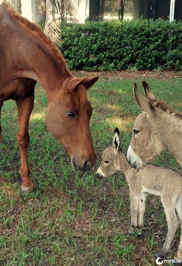 Meu burro apresentando seu bebê de 5 horas de idade para meu cavalo