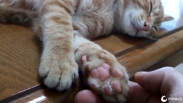 pernas de gato