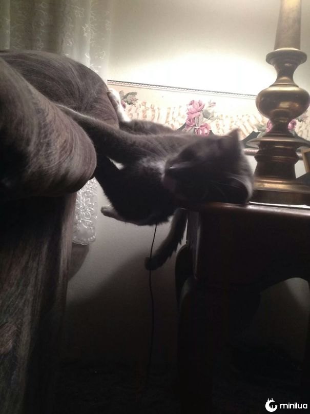 Eu sei que gatos gostam de dormir em posições estranhas, mas isso é provavelmente o mais ridículo