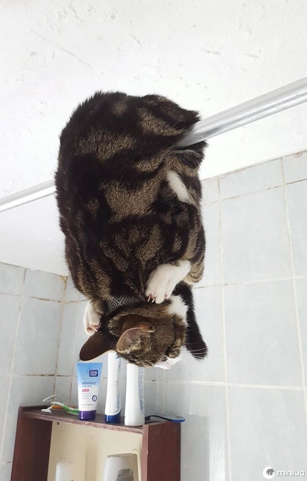 Isto é como meu amigo encontrou o gato no banheiro