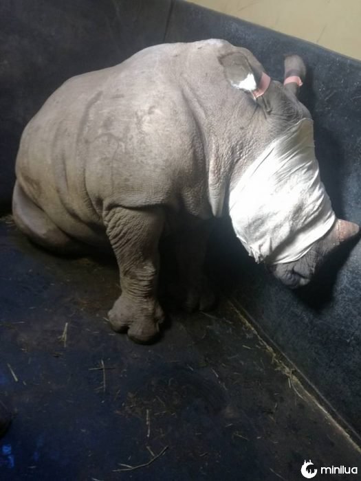 Rinoceronte bebê chora por sua mãe