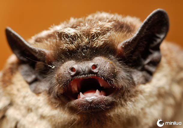 Morcego e ecolocalização