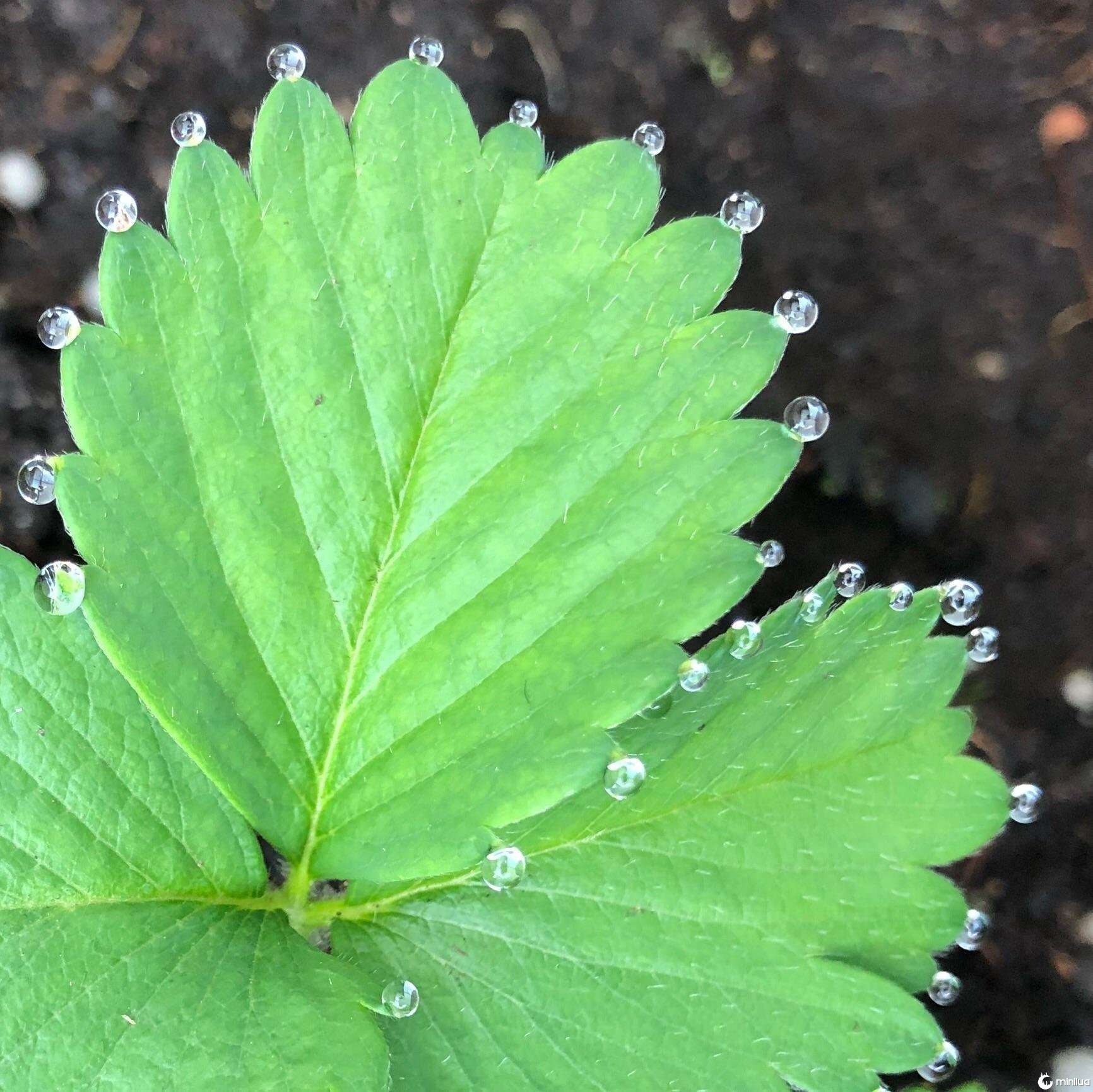 Yes, we know itâs a leaf, but just look at the perfect way those droplets formed around the plant.