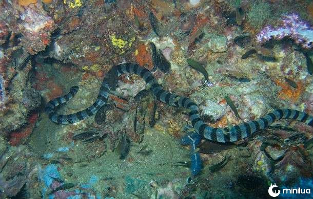 Cobra do mar de Belcher