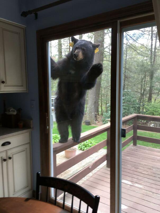 40 imagens de animais emocionantes - urso cheira a brownies, tenta entrar