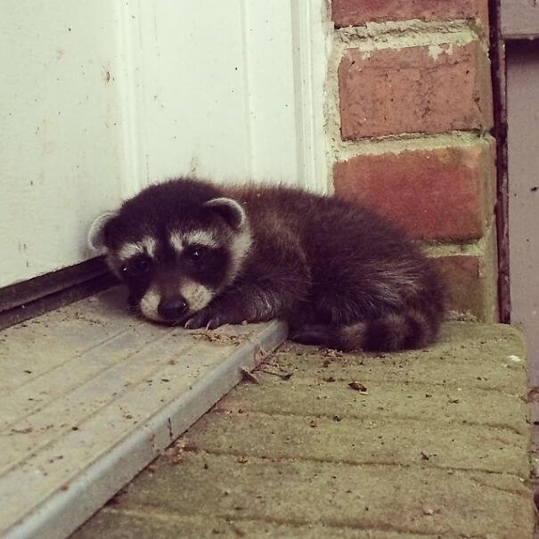 40 fotos comoventes de animais - colega de trabalho encontrou este bonitinho esperando na porta dela esta manhã