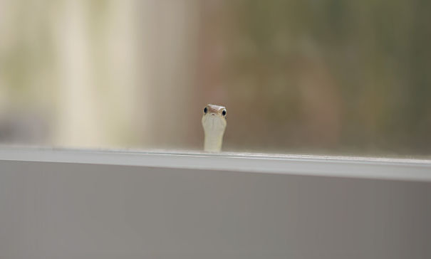40 fotos comoventes de animais - encontrei este rapaz pequeno que espreita através de minha janela