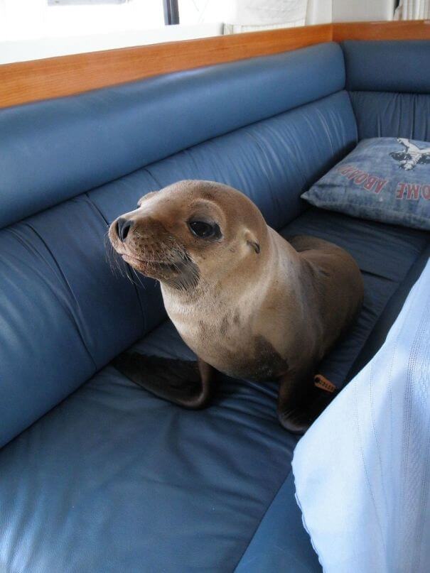 40 fotos comoventes de animais - este rapaz pequeno pulou em nosso barco, entrou na cabine e se fez em casa no sofá
