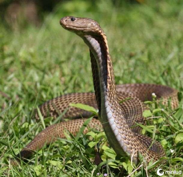Cobra filipino