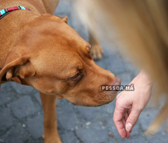 Ciência confirma: cães podem sentir se uma pessoa é má ou não