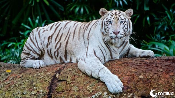 Tigre branco