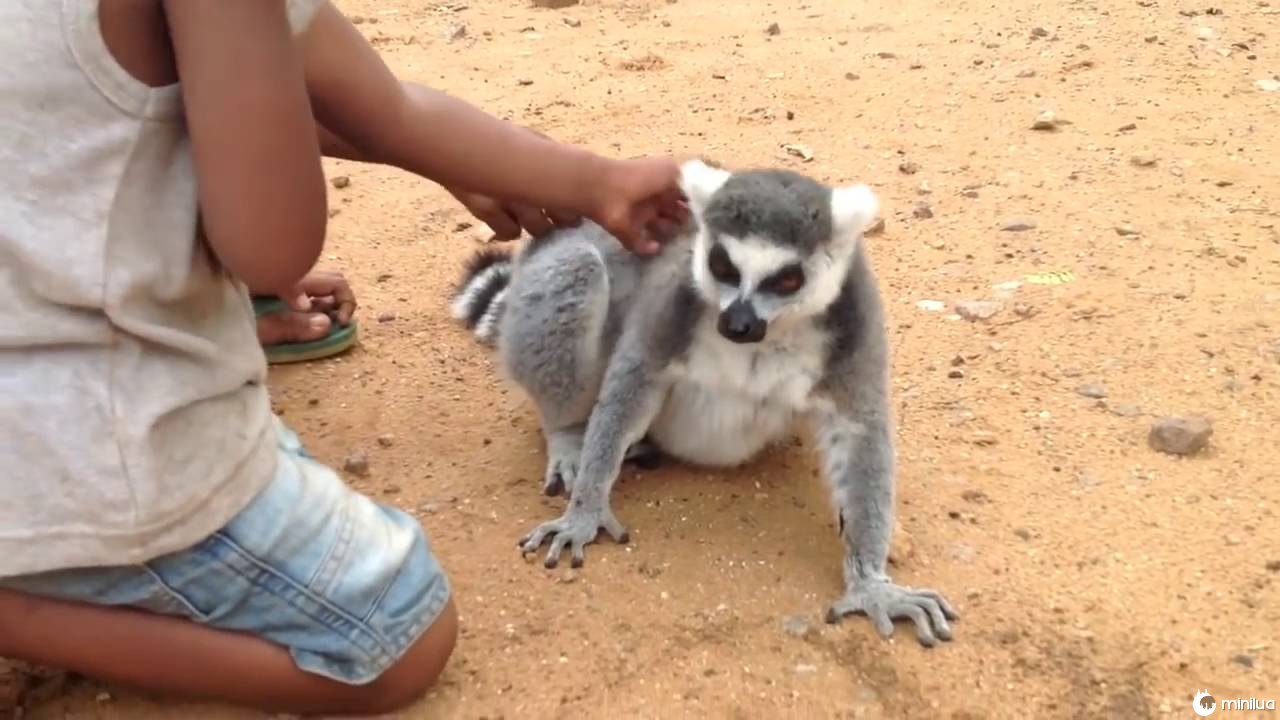 Resultado de imagem para lemur exige a niÃ±os