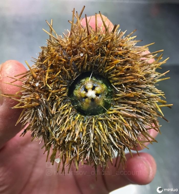 "Amazing Sea Urchin. Norwegian Sea"