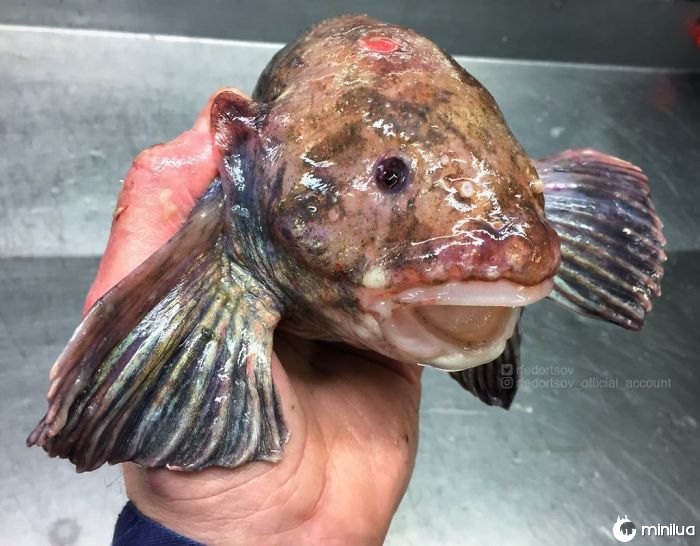 "Fish With Ears"