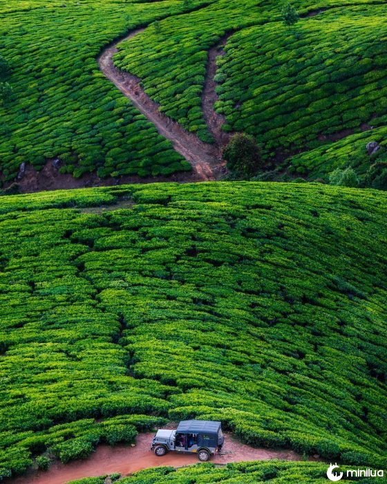 Plantaciones de té, India
