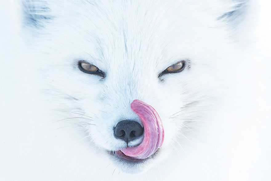 Arctic Fox, Usa (3rd Place In Animals In Their Environment Category)
