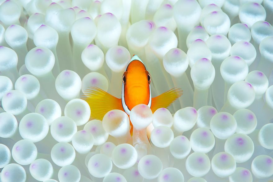 Nemo In The House (Remarkable Award In Animals In Their Environment Category)