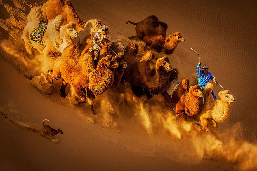 Camels In The Desert, Mongolia (2nd Place In General Color Category)
