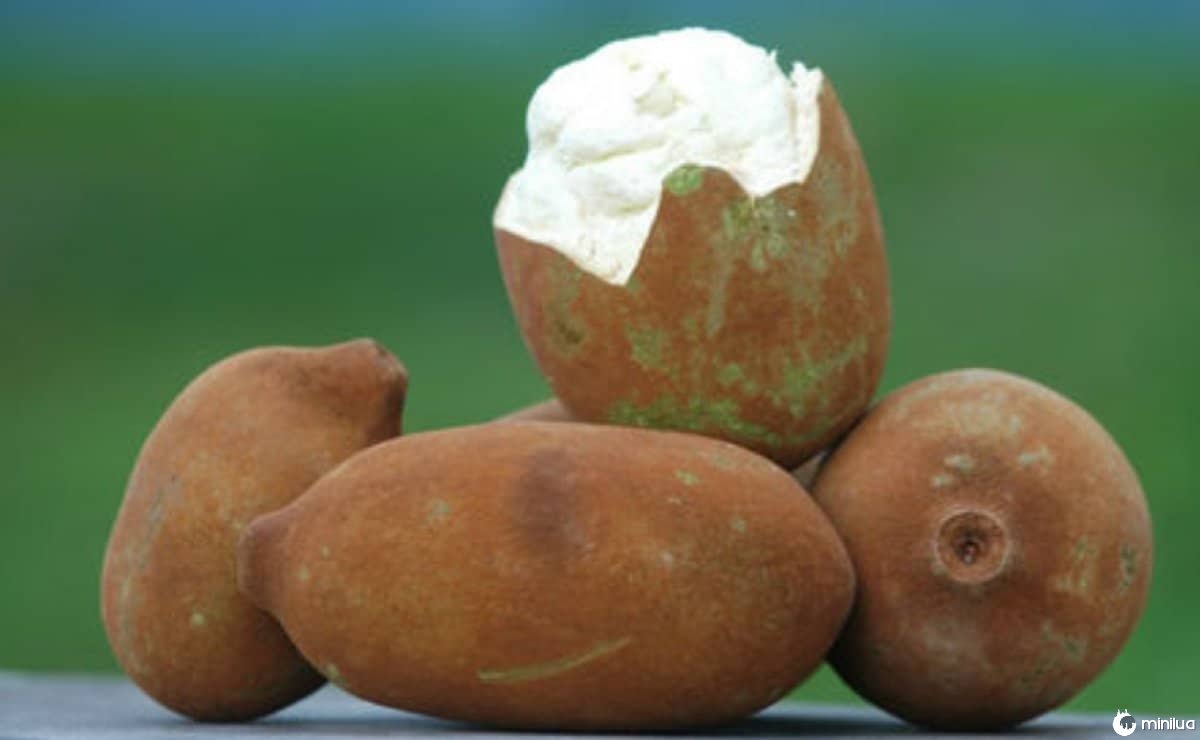 10 das frutas mais estranhas do mundo Minilua