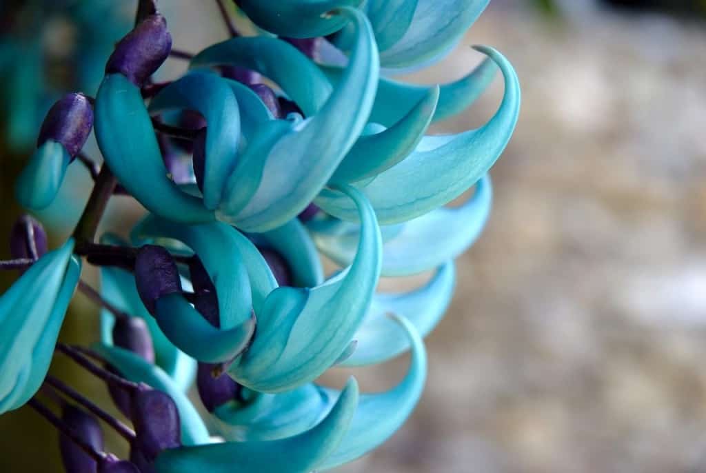 10 das mais raras e mais belas flores do mundo - Minilua