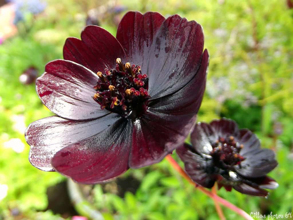 10 das mais raras e mais belas flores do mundo - Minilua