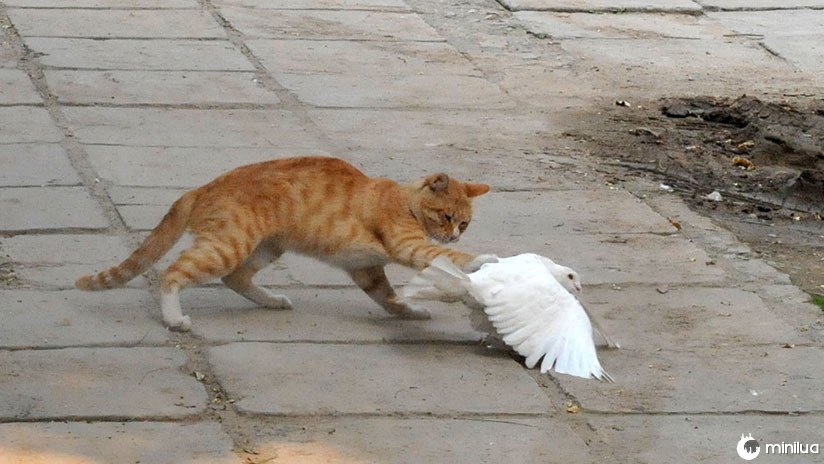 VÍDEO: A briga amistosa entre um pombo e um gato se torna viral 