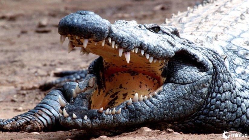 Um homem morde um crocodilo para resgatar seu filho das garras do animal