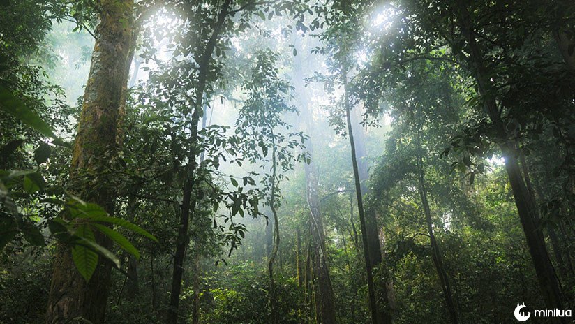 VÍDEO: Câmera escondida captura a "diversidade da vida" em um tronco simples caído em uma floresta francesa