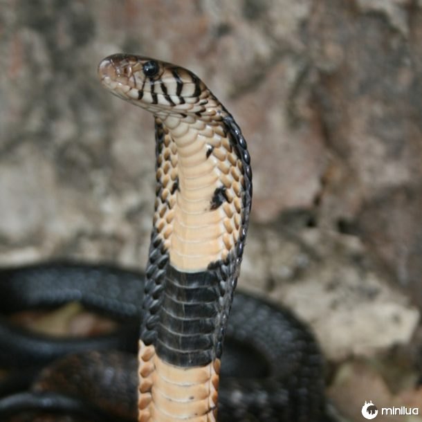 Cobra da floresta