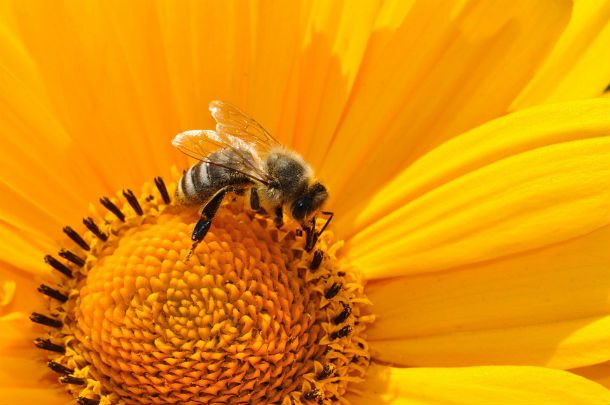 abelha na flor amarela
