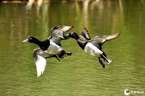 ducksflying