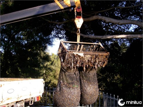 rede de guindastes stormX