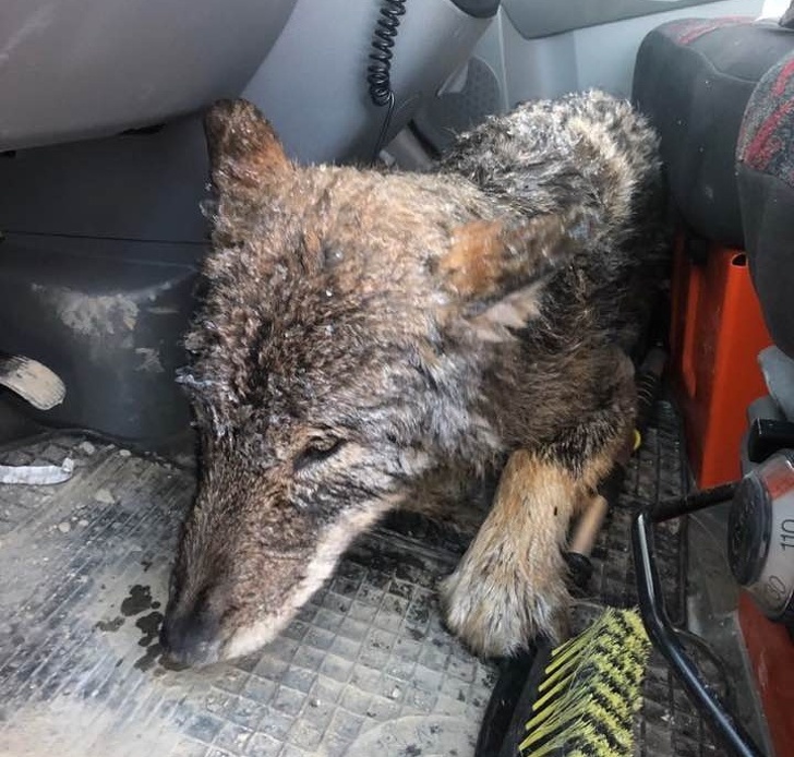 Trabalhadores resgatam um cão da água gelada e o levam para uma clínica, mas ainda estão para descobrir que é um lobo selvagem