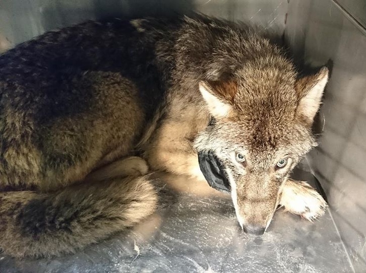 Trabalhadores resgatam um cão da água gelada e o levam para uma clínica, mas ainda estão para descobrir que é um lobo selvagem