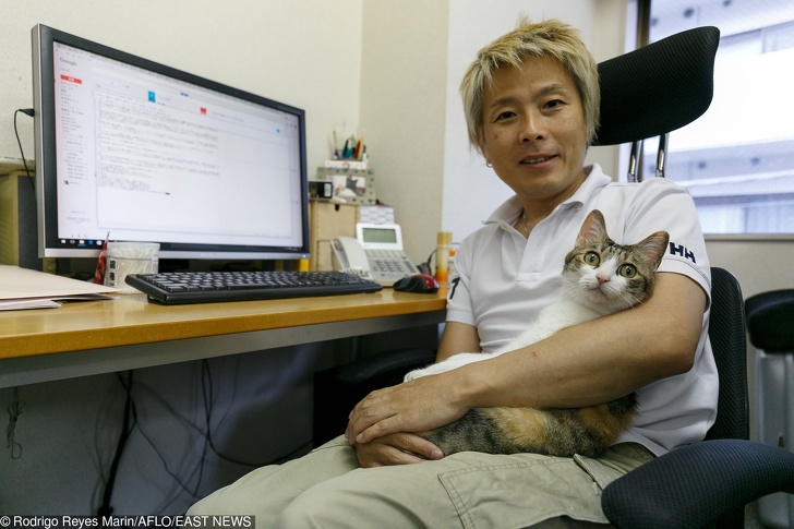 Uma empresa japonesa adota gatos de resgate para reduzir o estresse no trabalho e é um sonho tornado realidade