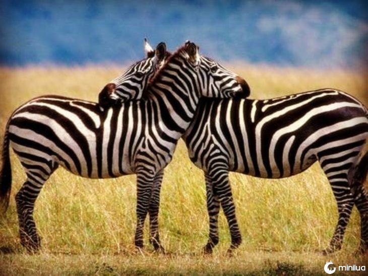 zebras abraçando 