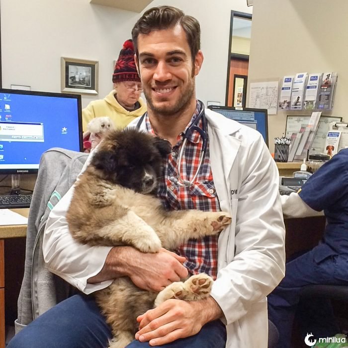 veterinário e cão 