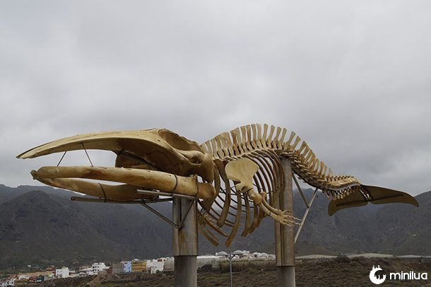 esqueleto de baleia