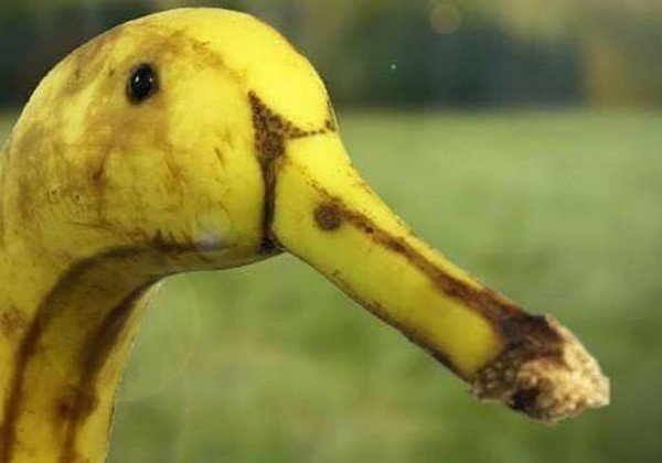 divertidas imagens confusas de banana