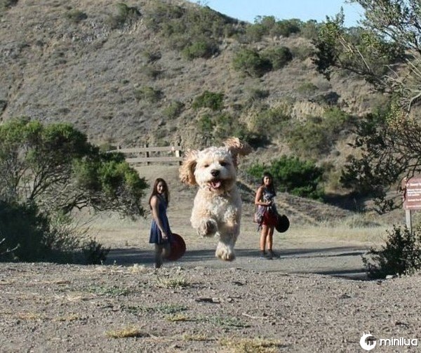 imagens confusas cachorro gigante engraçado